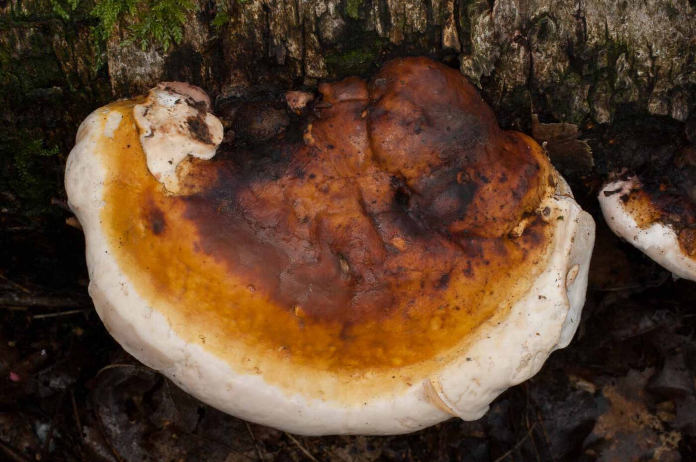 2019-02-06 - NSG Brandheide Recklinghausen