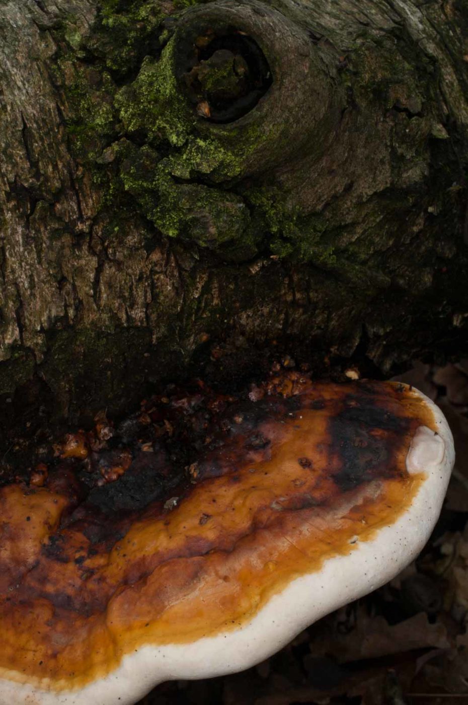 2019-02-06 - NSG Brandheide Recklinghausen