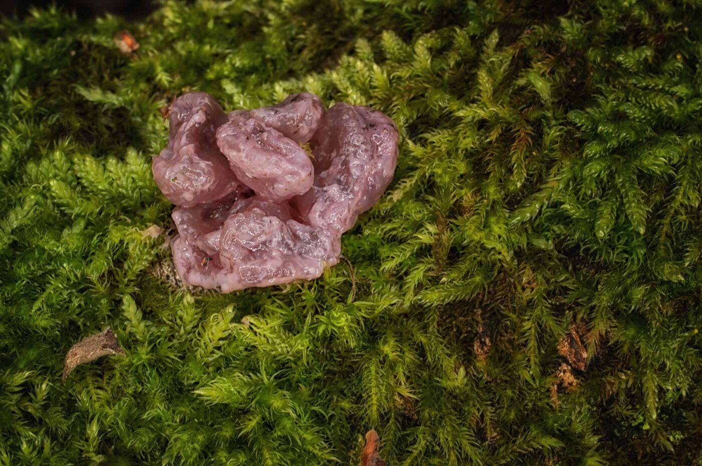 2019-02-06 - NSG Brandheide Recklinghausen