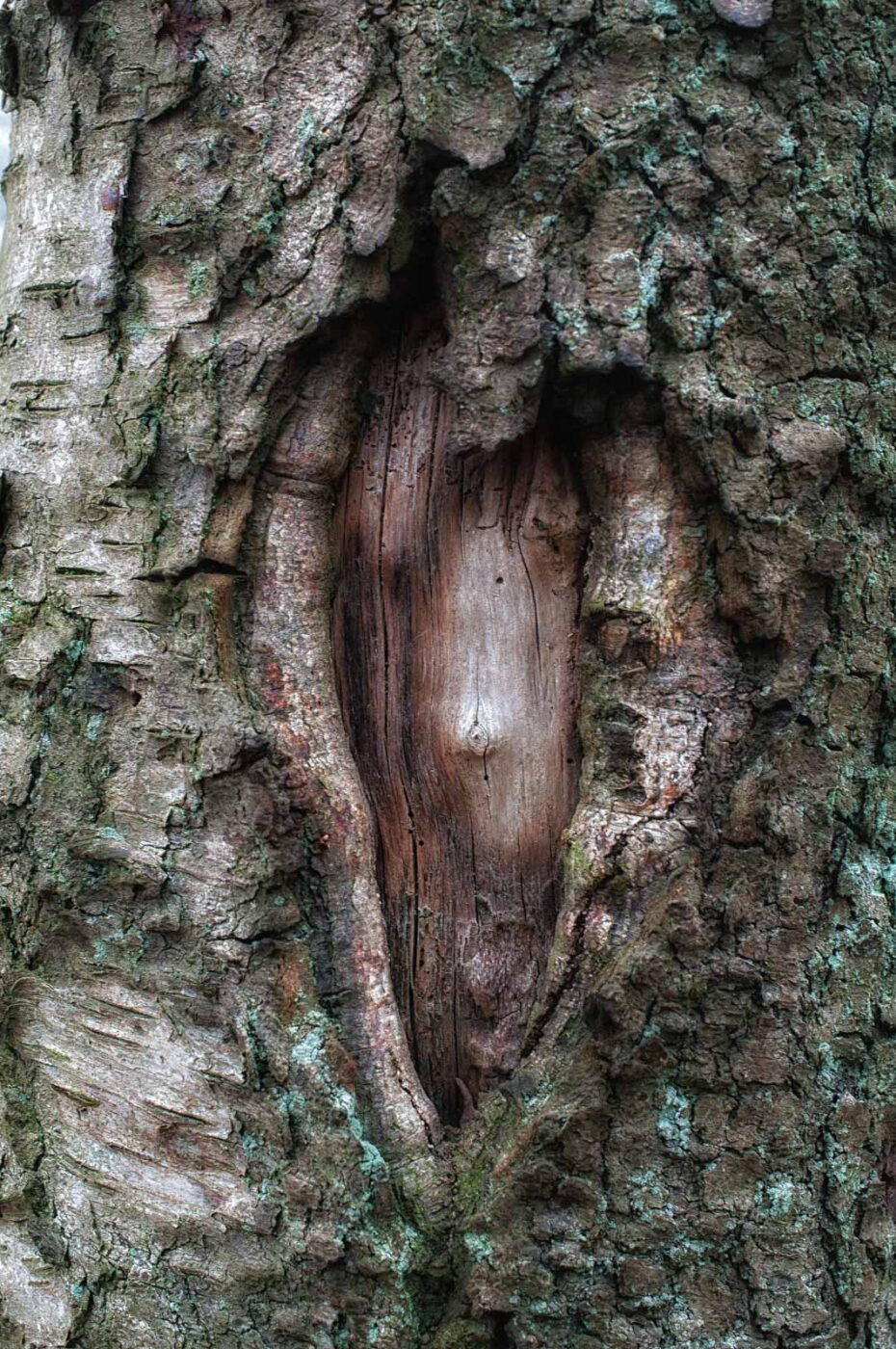 2019-02-06 - NSG Brandheide Recklinghausen