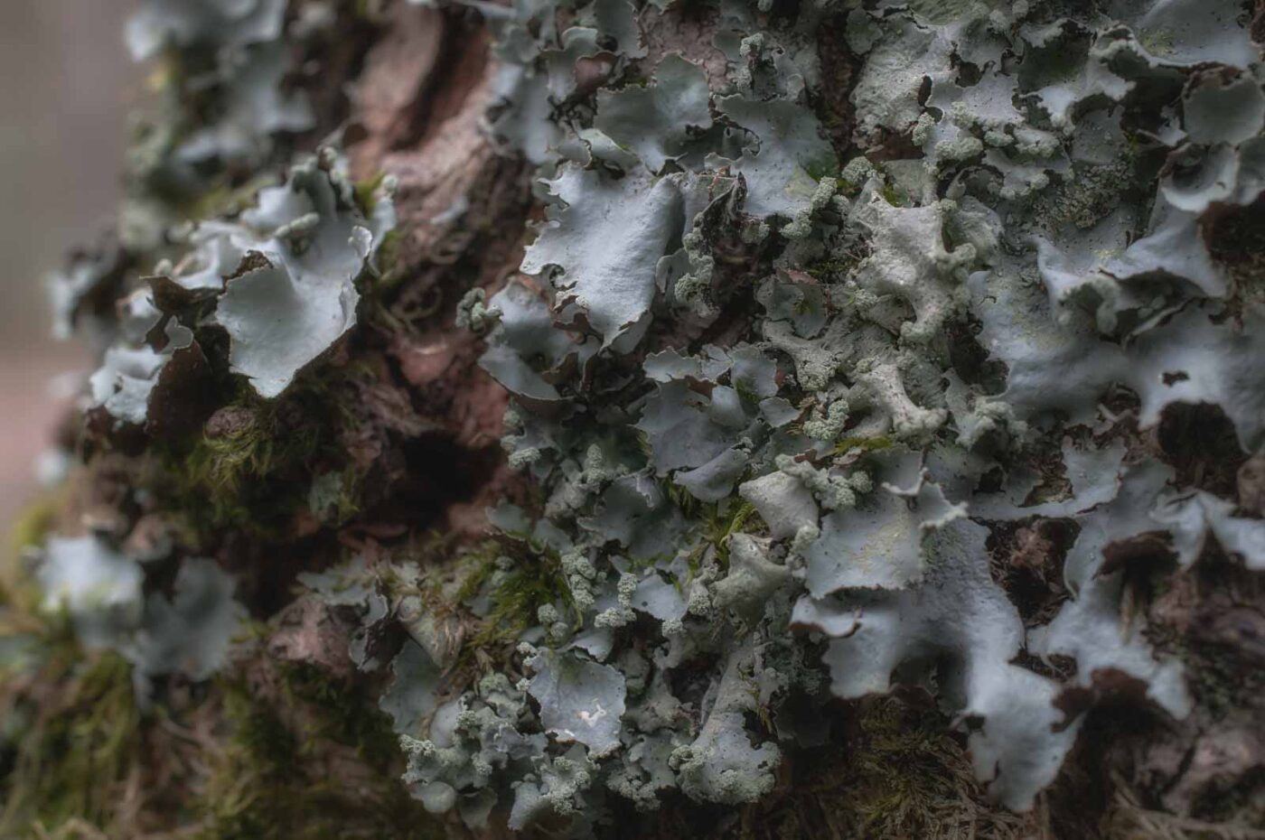 2019-02-06 - NSG Brandheide Recklinghausen