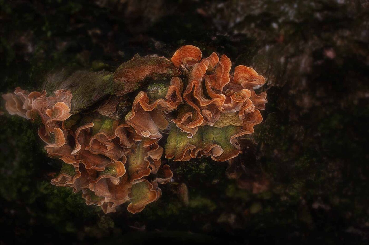 2019-02-06 - NSG Brandheide Recklinghausen