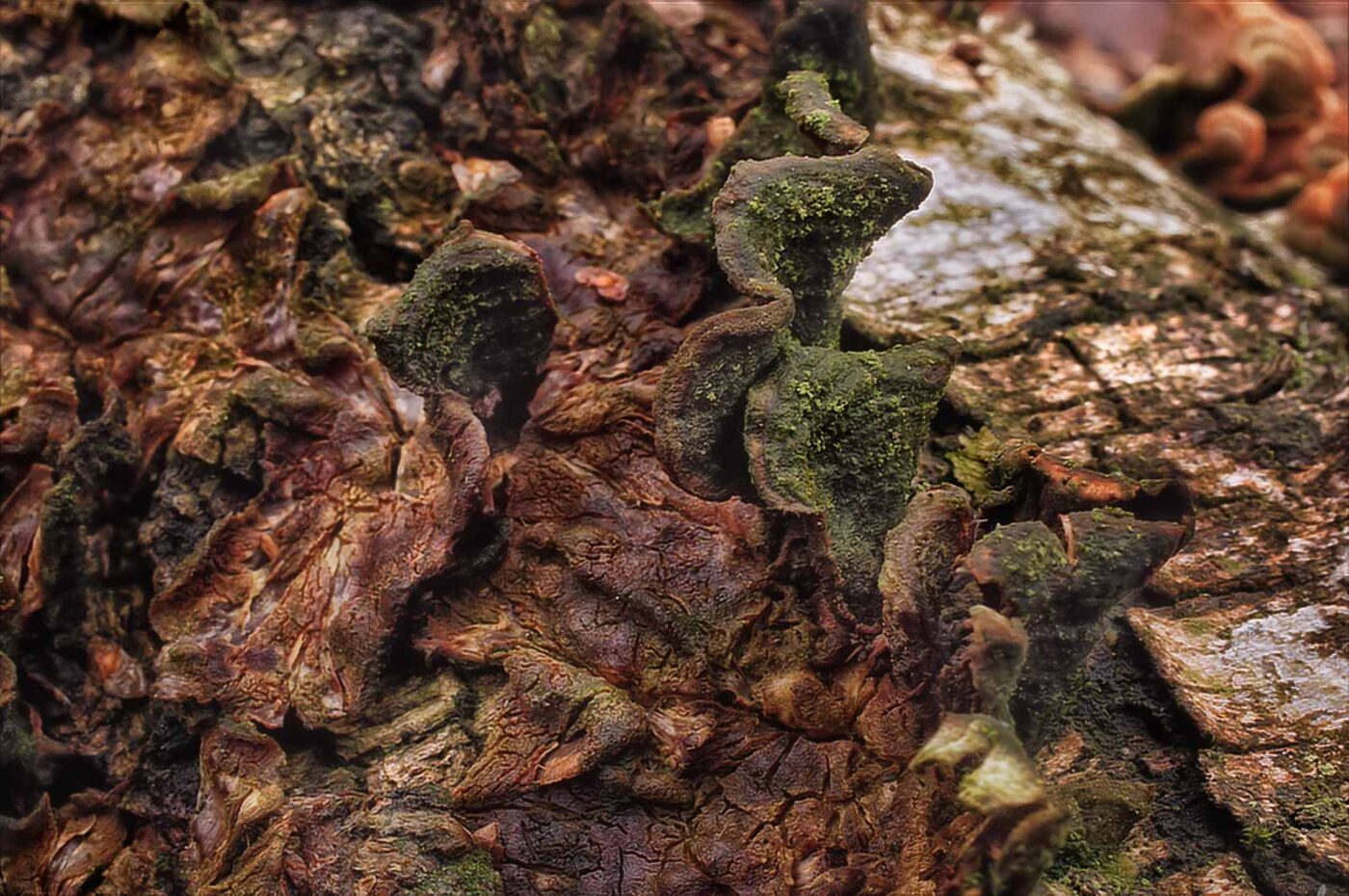 2019-02-06 - NSG Brandheide Recklinghausen