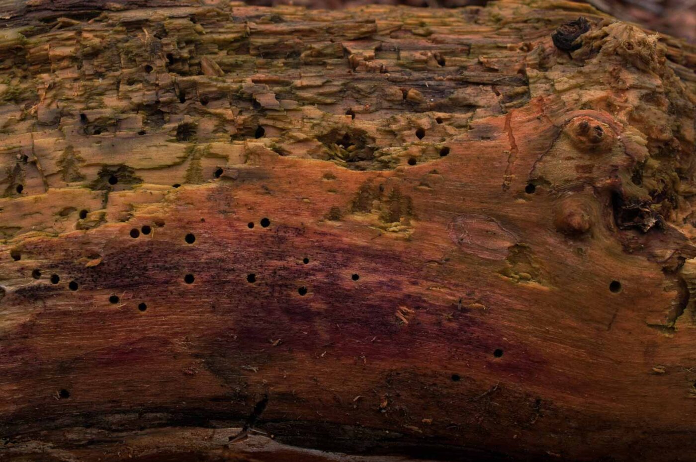 2019-02-06 - NSG Brandheide Recklinghausen