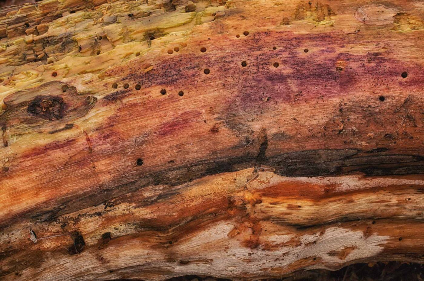 2019-02-06 - NSG Brandheide Recklinghausen