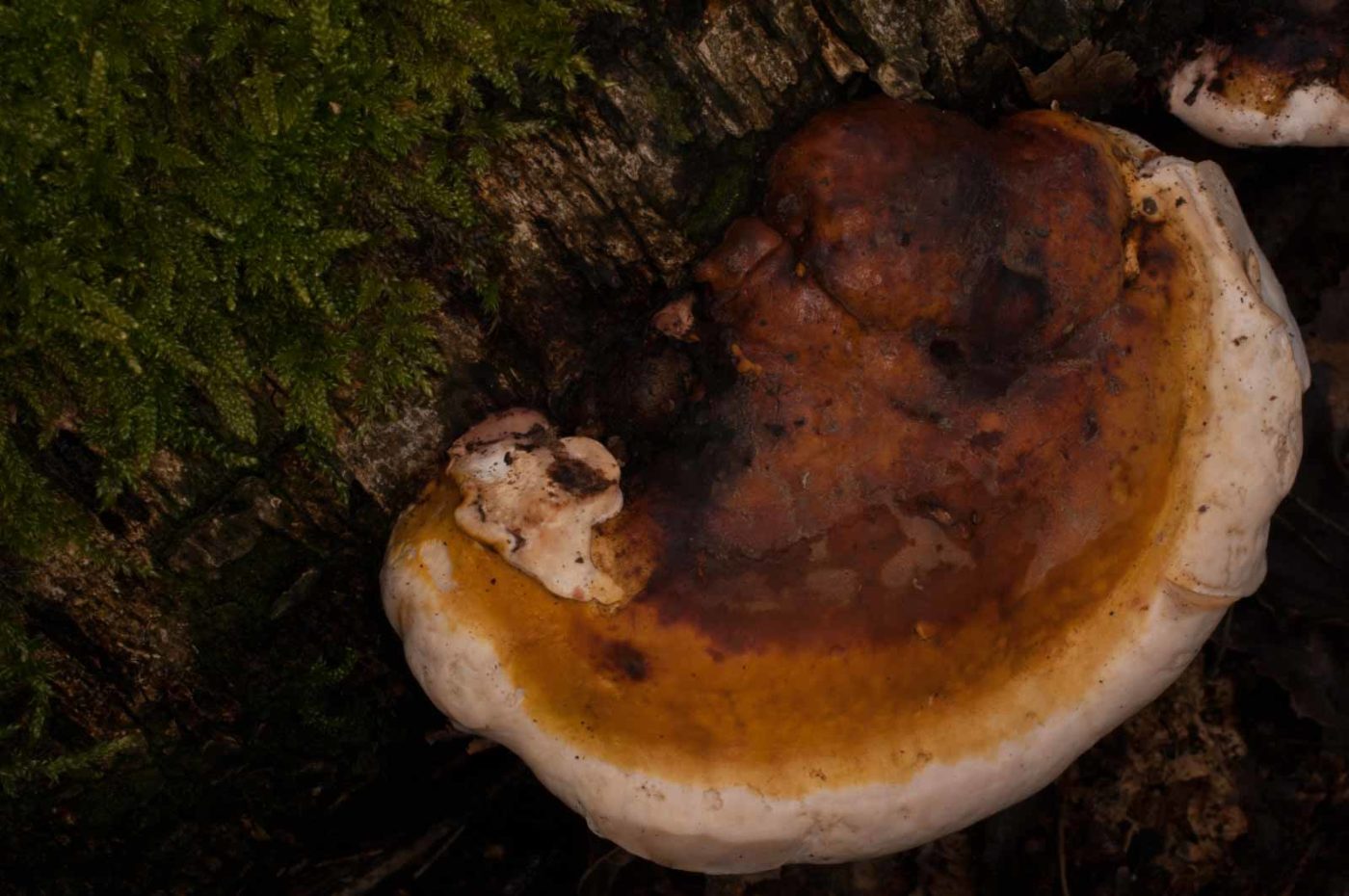 2019-02-06 - NSG Brandheide Recklinghausen