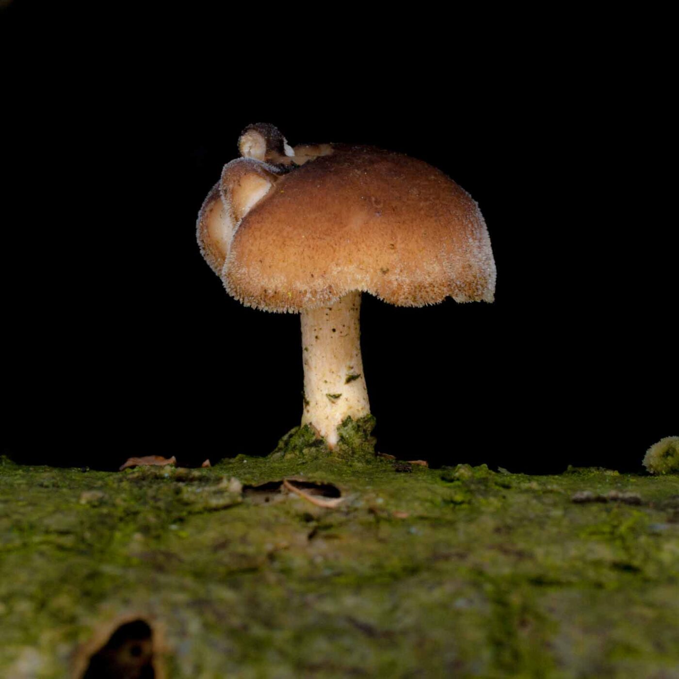 2019-02-06 - NSG Brandheide Recklinghausen