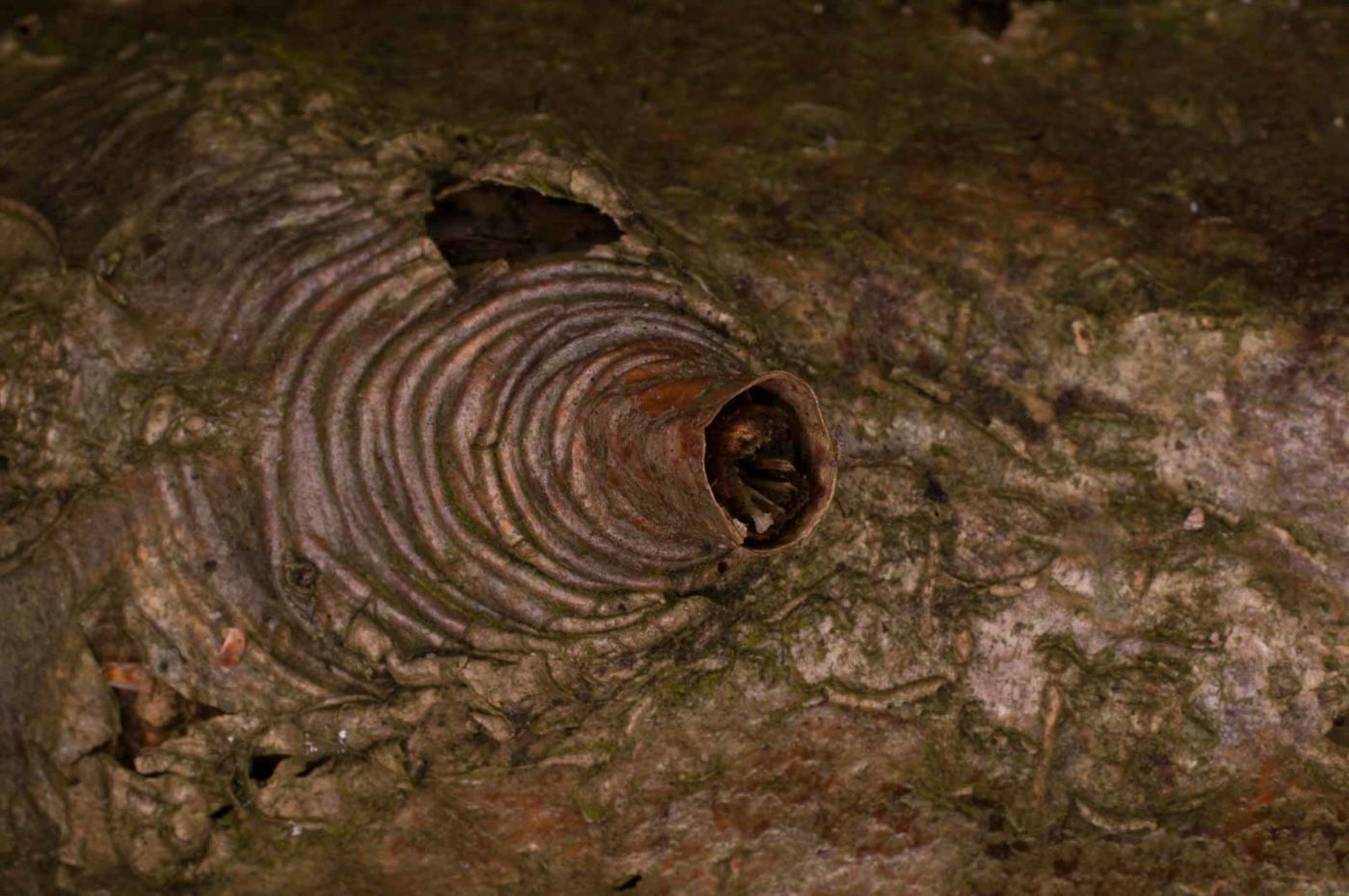 2019-02-06 - NSG Brandheide Recklinghausen