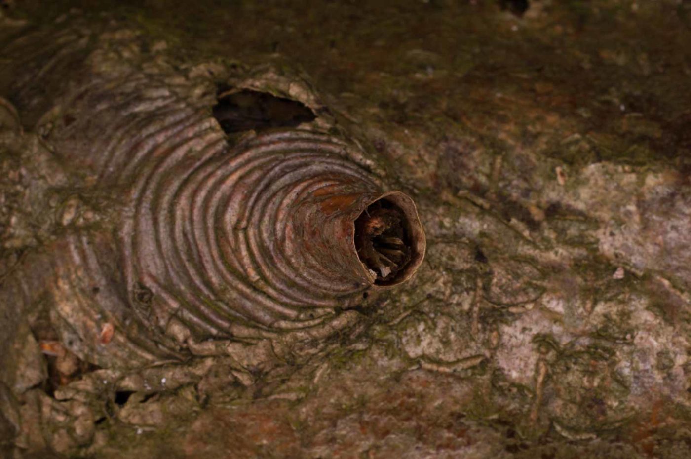 2019-02-06 - NSG Brandheide Recklinghausen