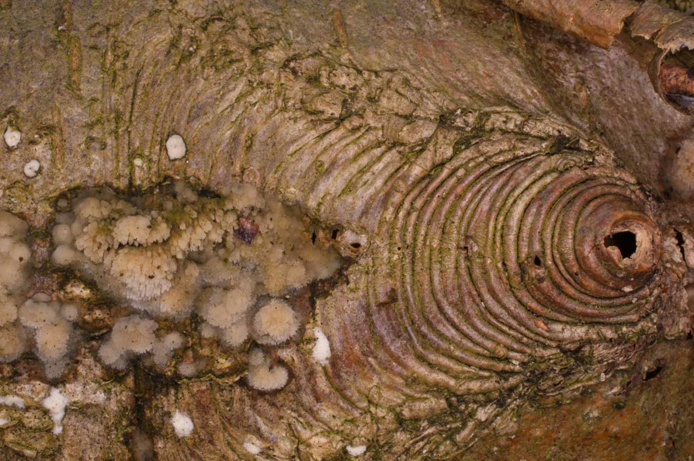 2019-02-06 - NSG Brandheide Recklinghausen