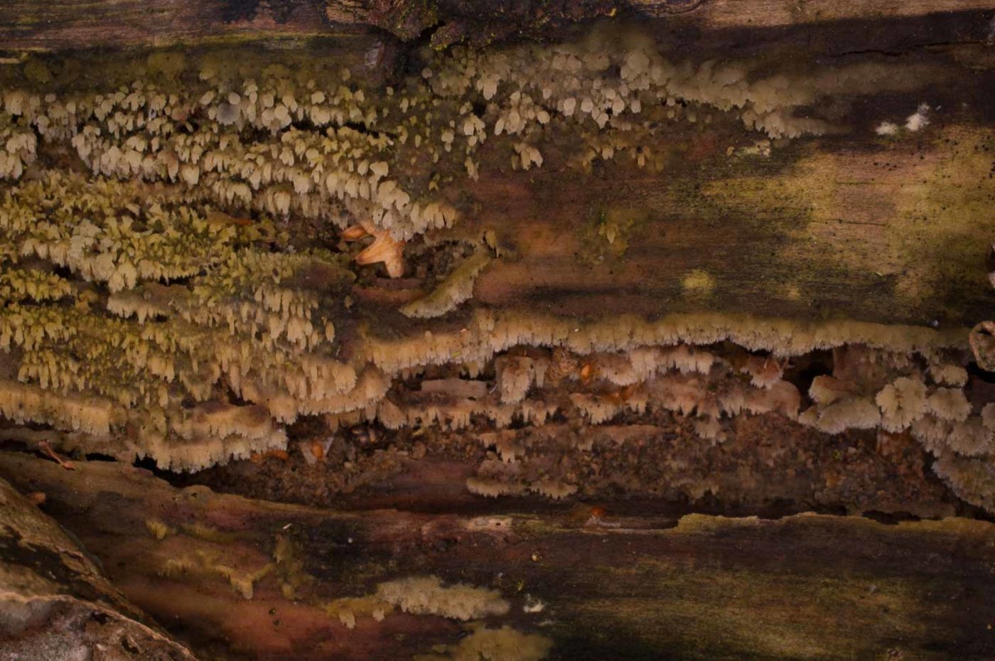 2019-02-06 - NSG Brandheide Recklinghausen