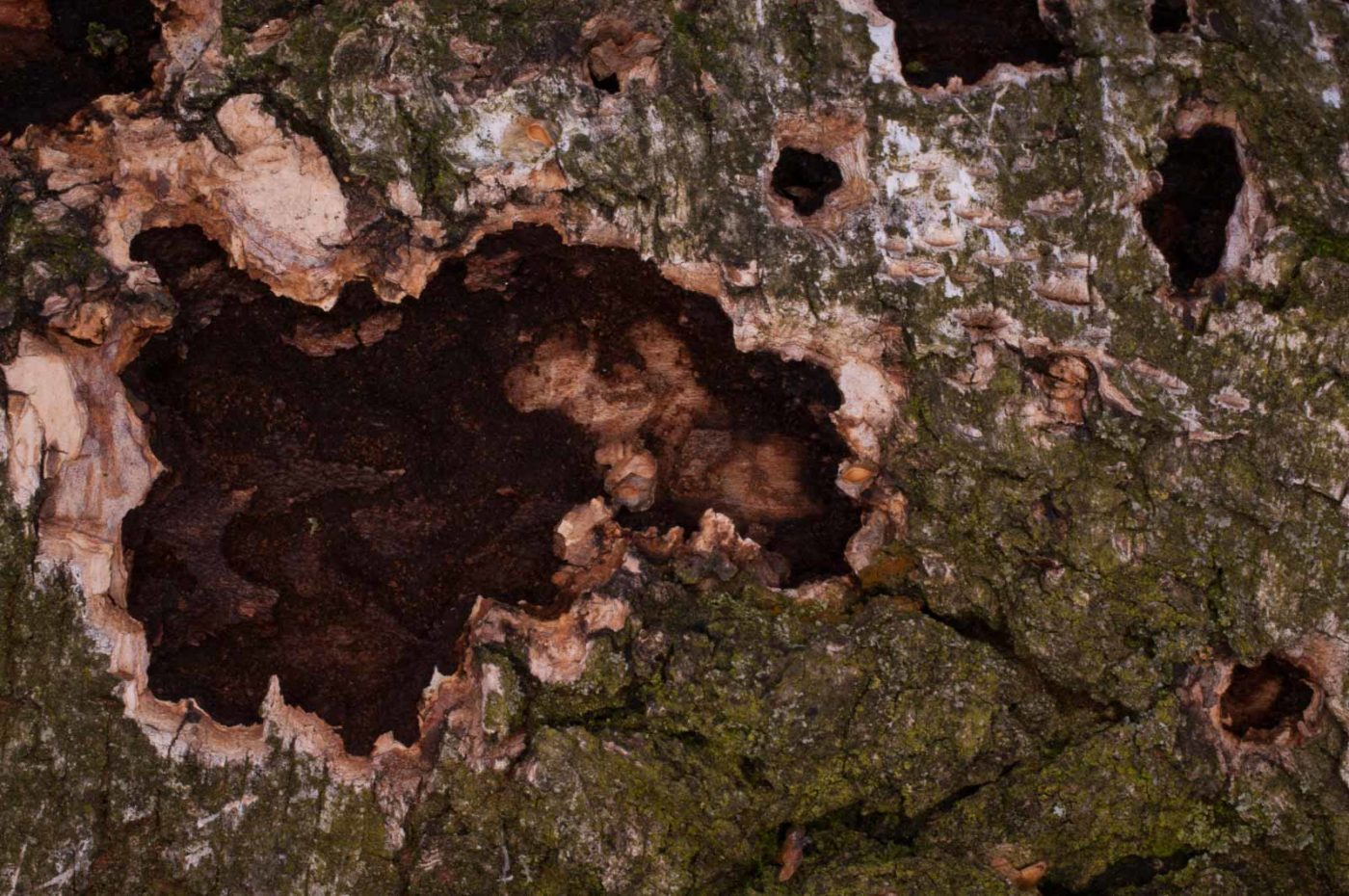 2019-02-06 - NSG Brandheide Recklinghausen