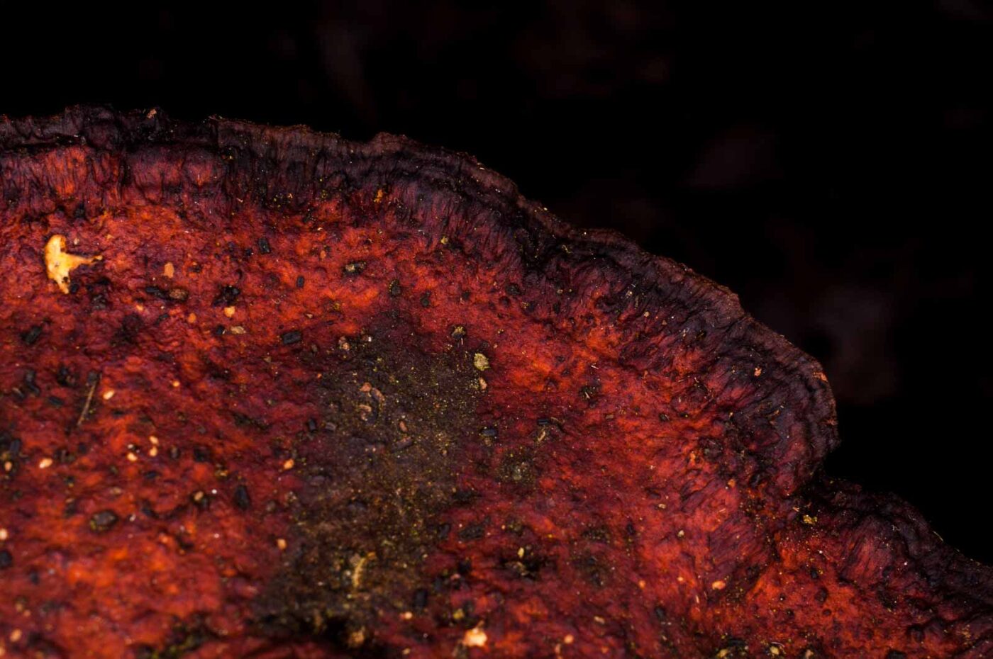 2019-02-06 - NSG Brandheide Recklinghausen