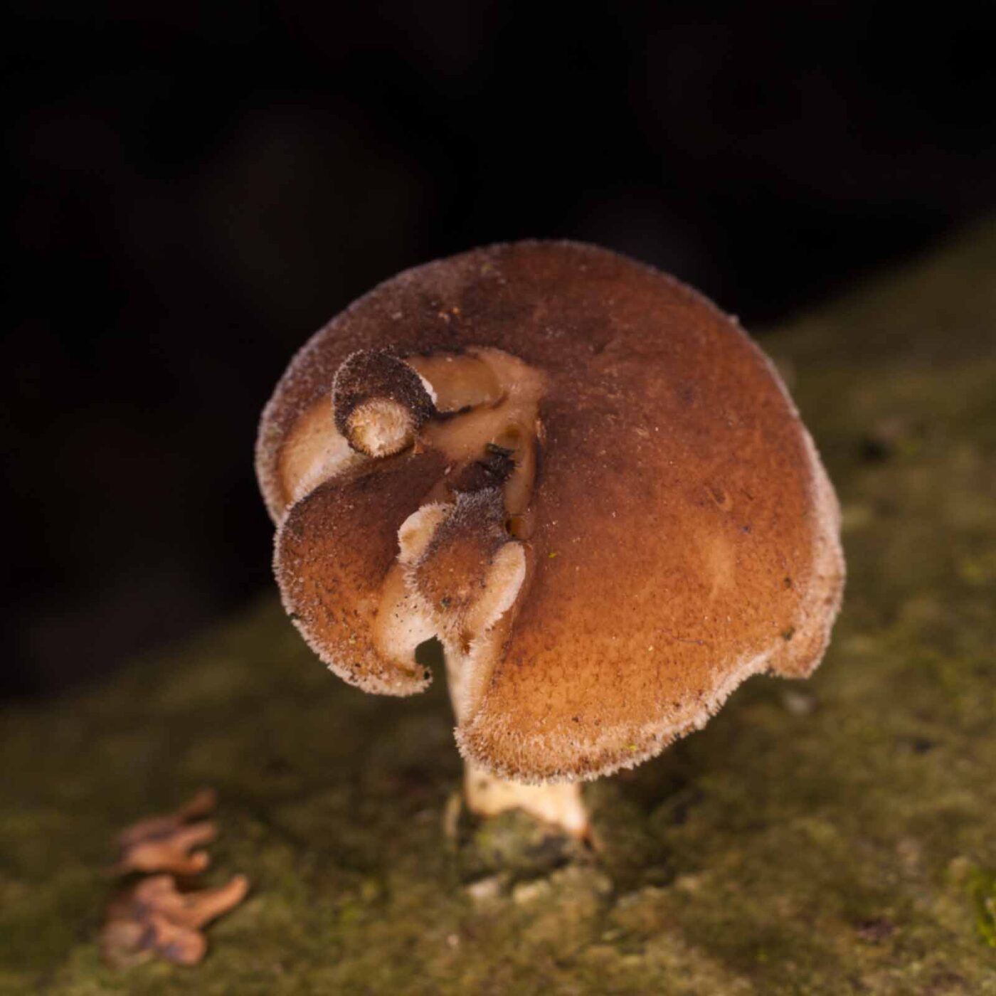 2019-02-06 - NSG Brandheide Recklinghausen