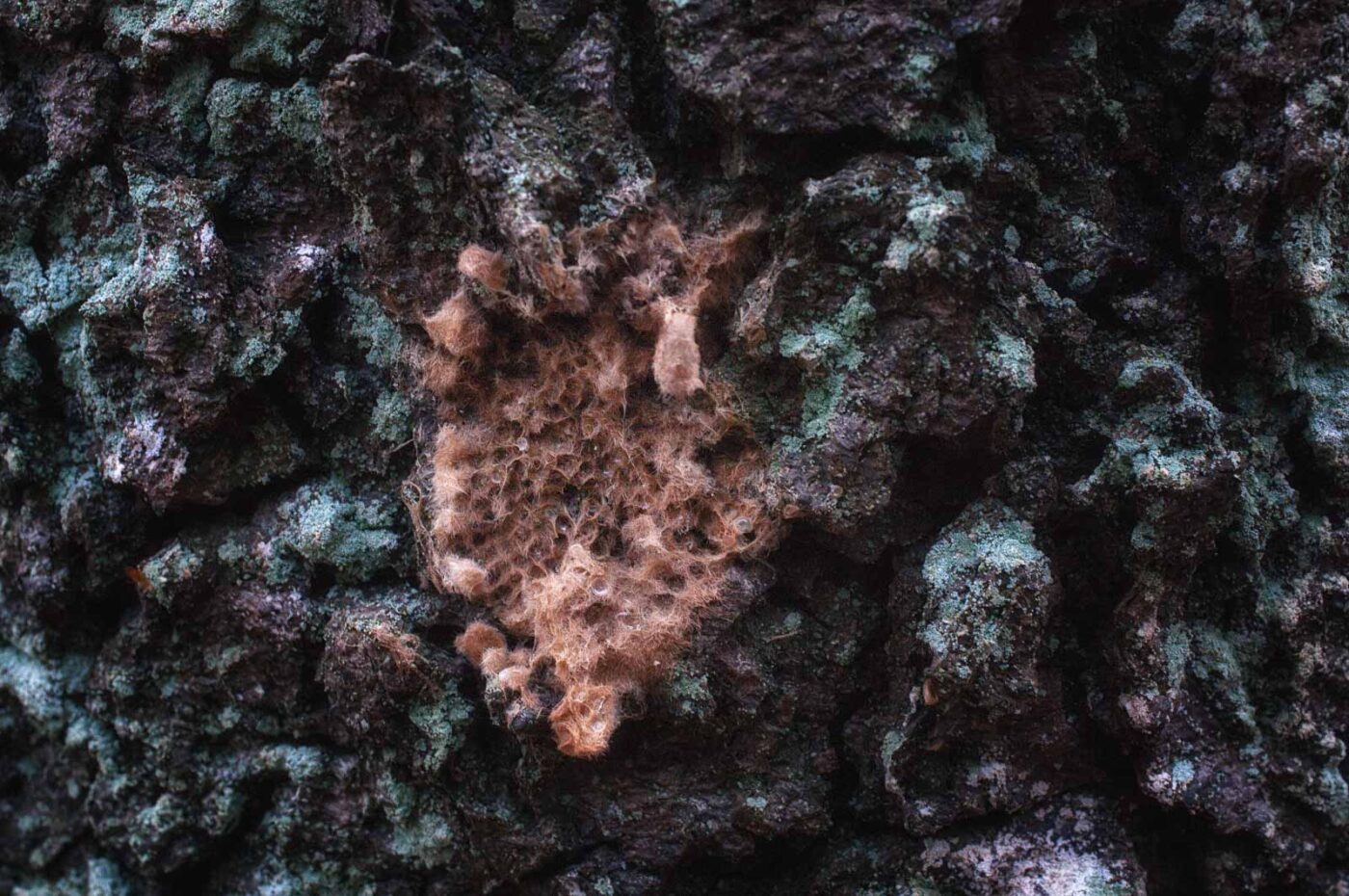 2019-02-06 - NSG Brandheide Recklinghausen