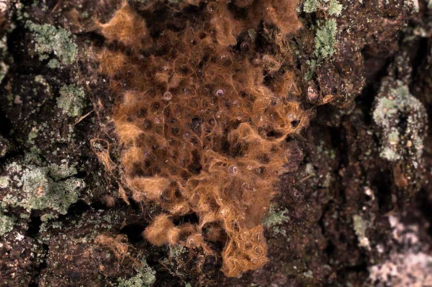 2019-02-06 - NSG Brandheide Recklinghausen