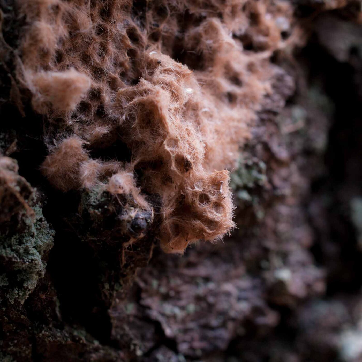 2019-02-06 - NSG Brandheide Recklinghausen