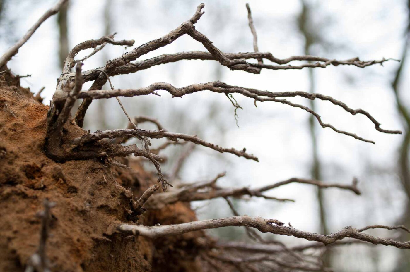 2019-02-06 - NSG Brandheide Recklinghausen