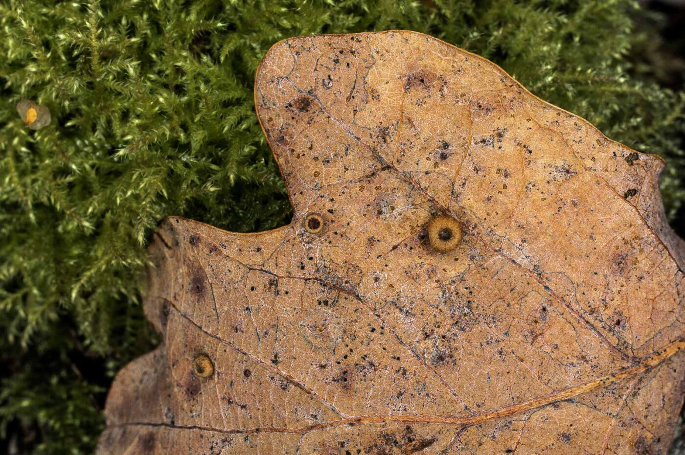 2019-02-06 - NSG Brandheide Recklinghausen