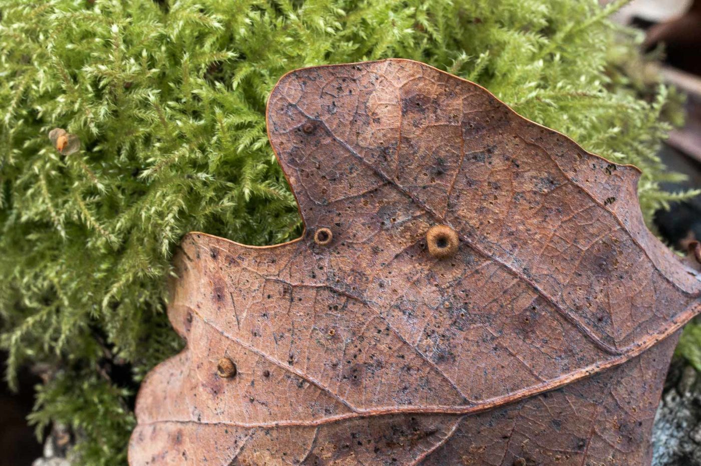 2019-02-06 - NSG Brandheide Recklinghausen