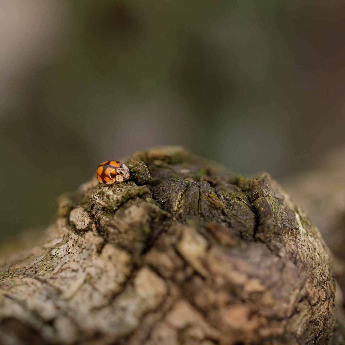 2019-02-06 - NSG Brandheide Recklinghausen