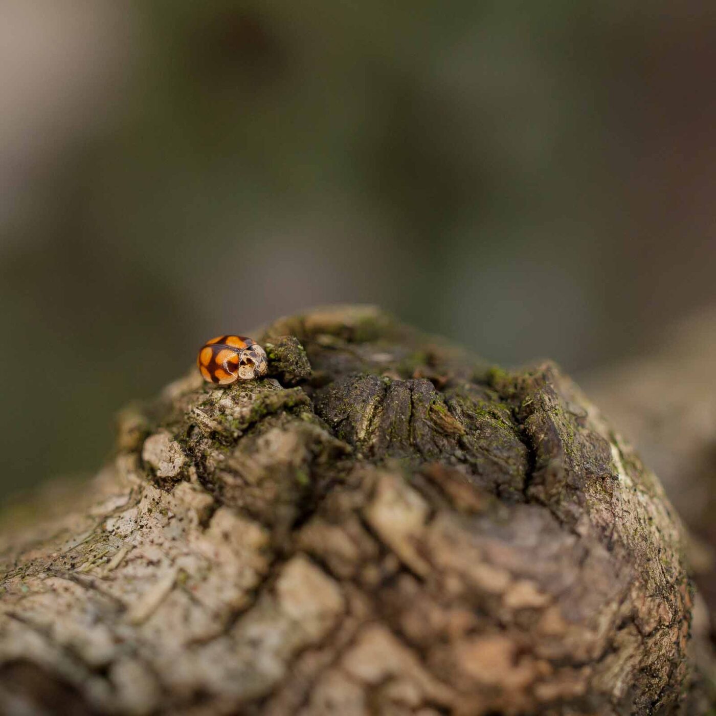 2019-02-06 - NSG Brandheide Recklinghausen