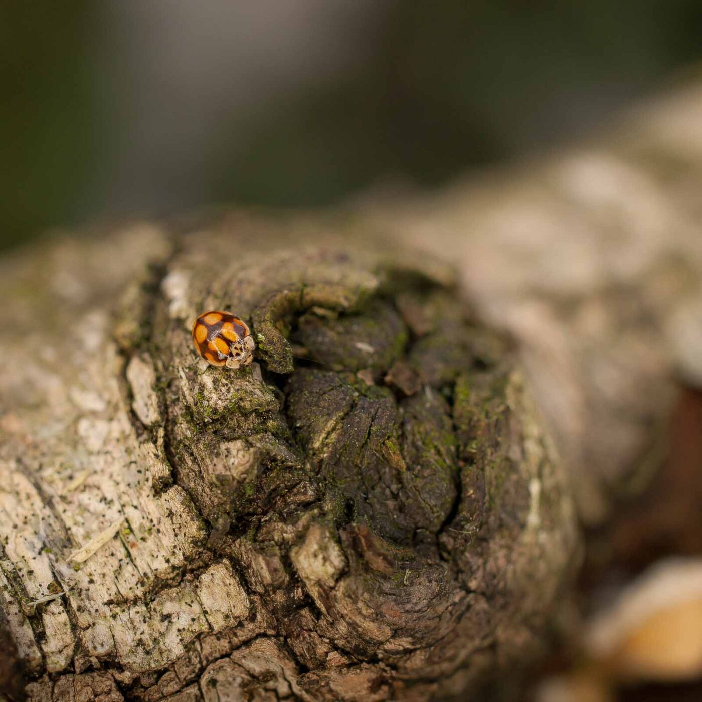 2019-02-06 - NSG Brandheide Recklinghausen