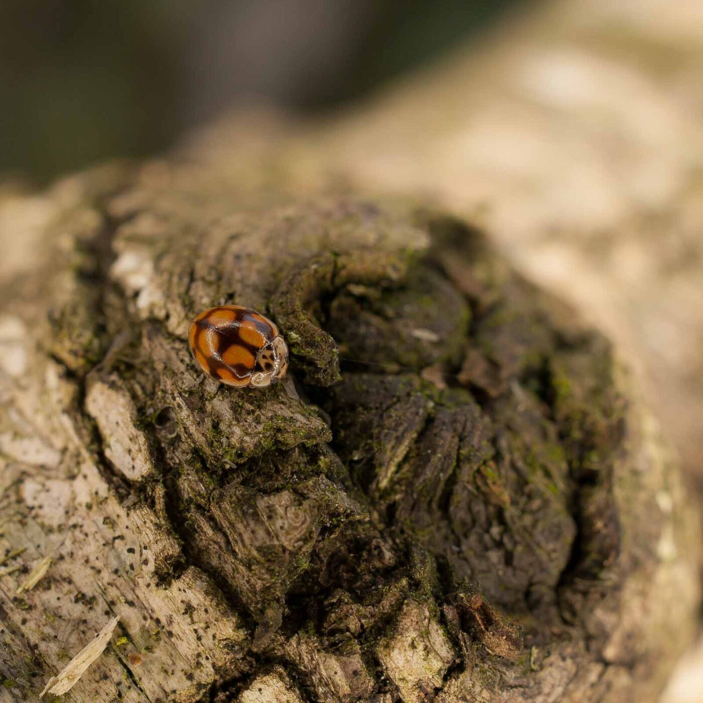 2019-02-06 - NSG Brandheide Recklinghausen