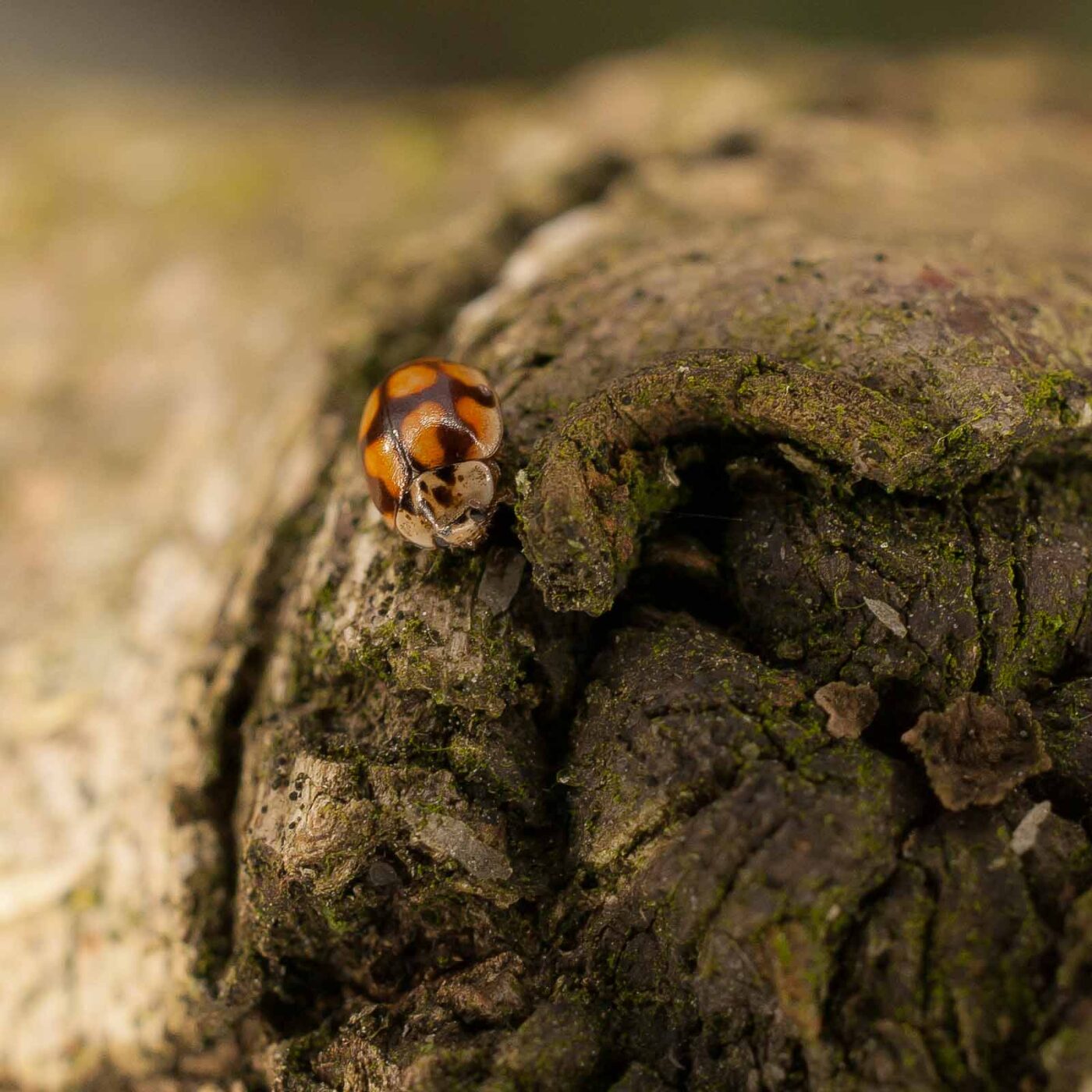 2019-02-06 - NSG Brandheide Recklinghausen