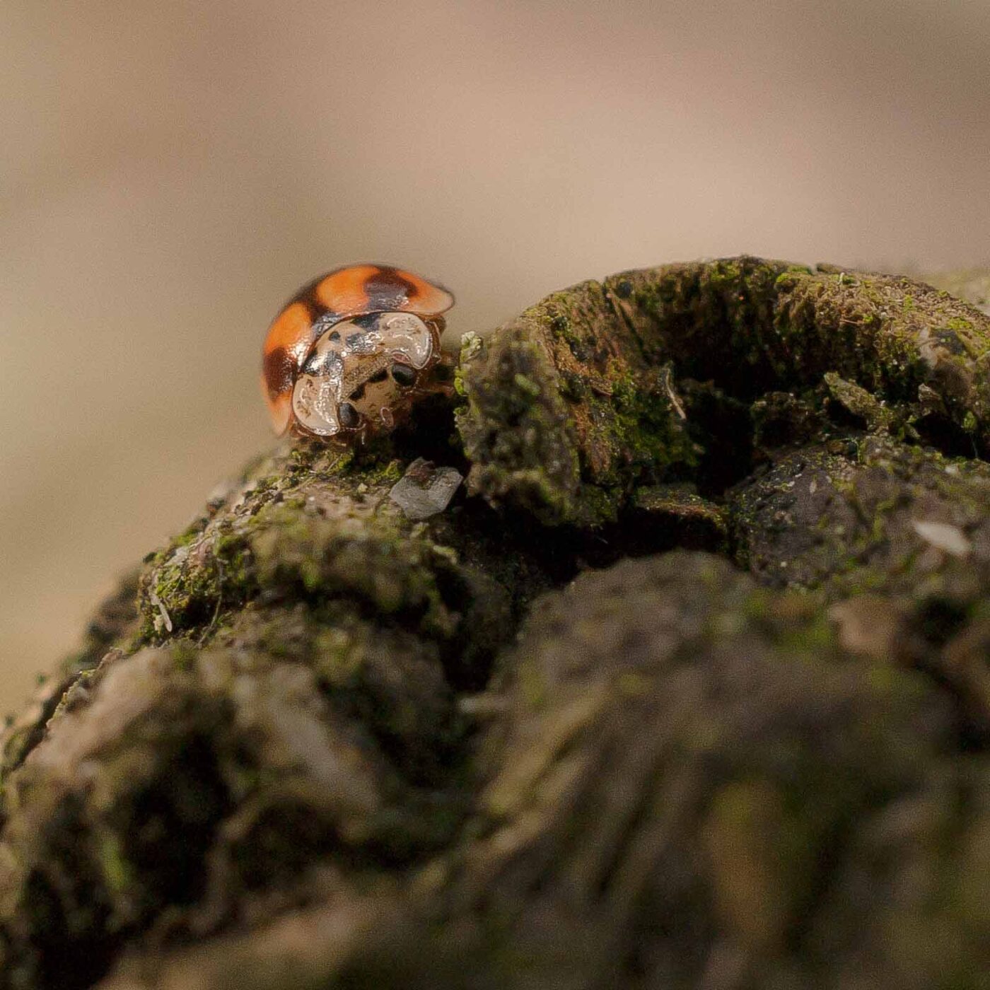 2019-02-06 - NSG Brandheide Recklinghausen