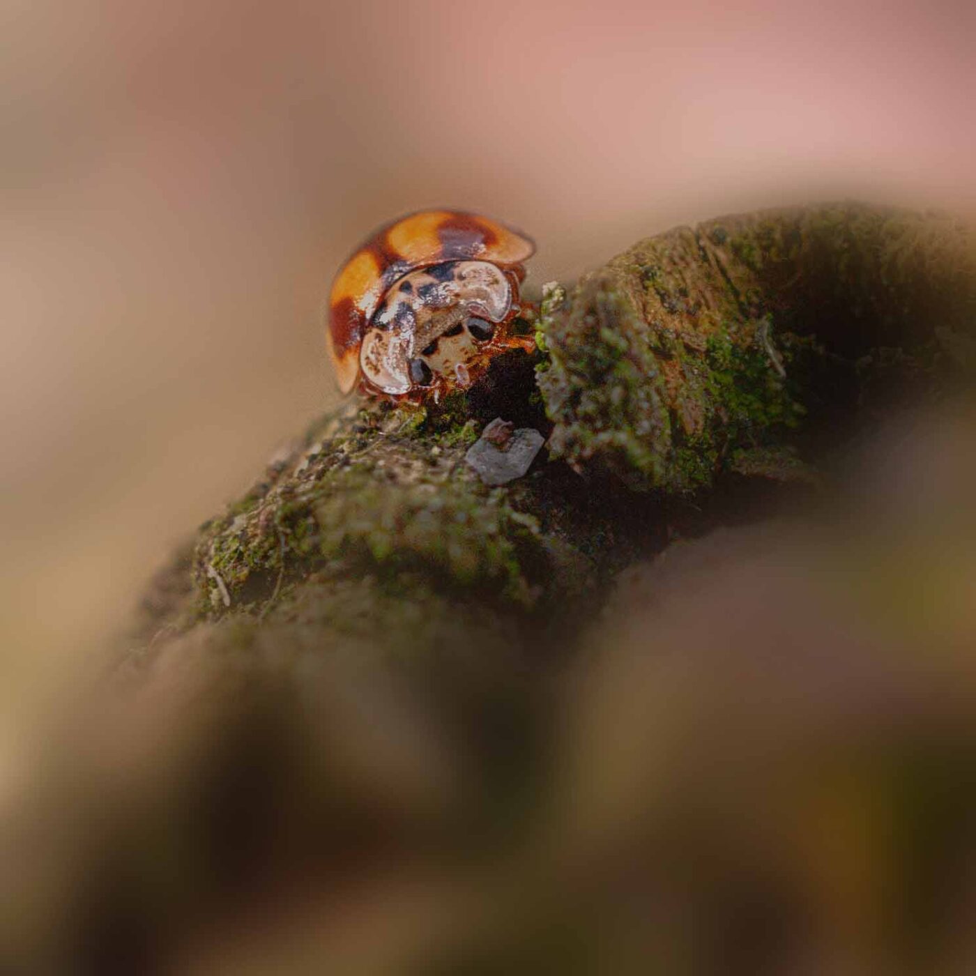 2019-02-06 - NSG Brandheide Recklinghausen