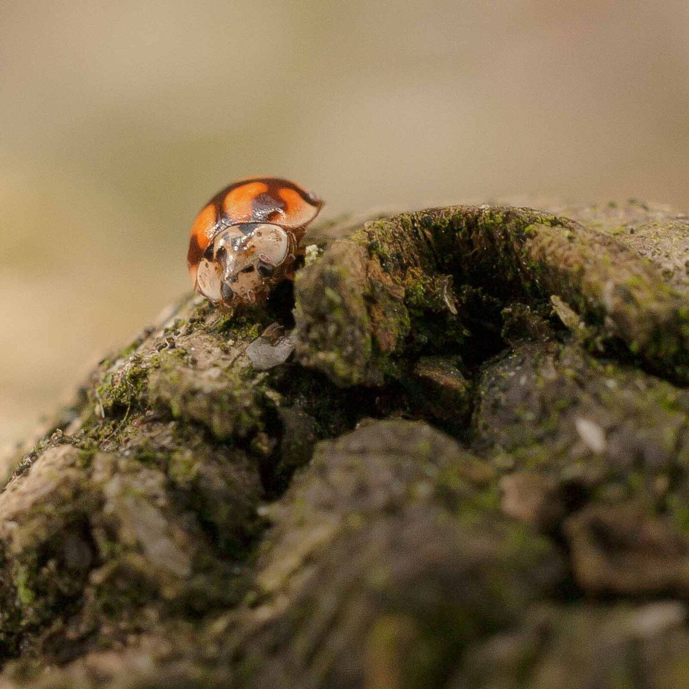 2019-02-06 - NSG Brandheide Recklinghausen