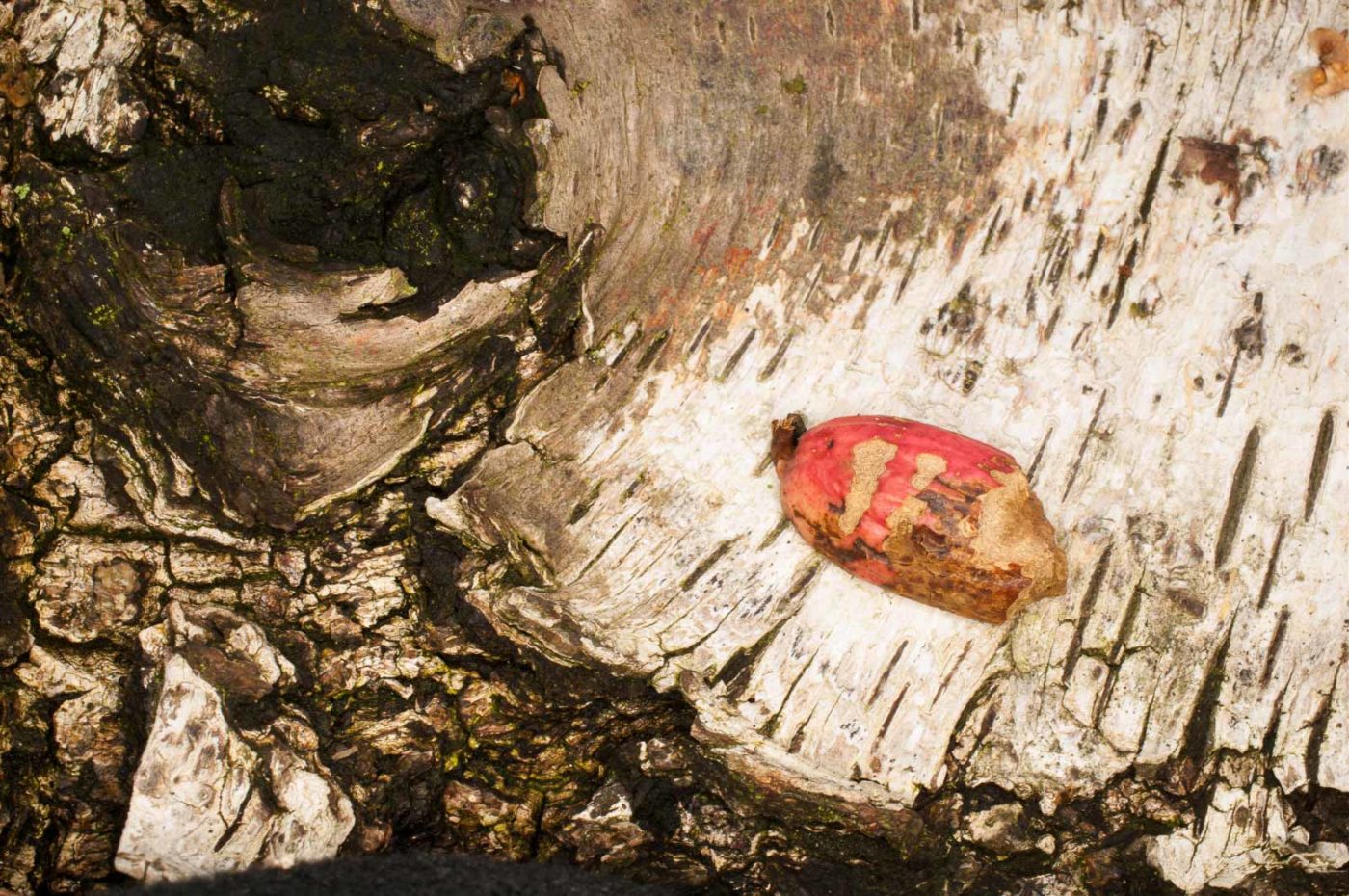 2019-02-06 - NSG Brandheide Recklinghausen