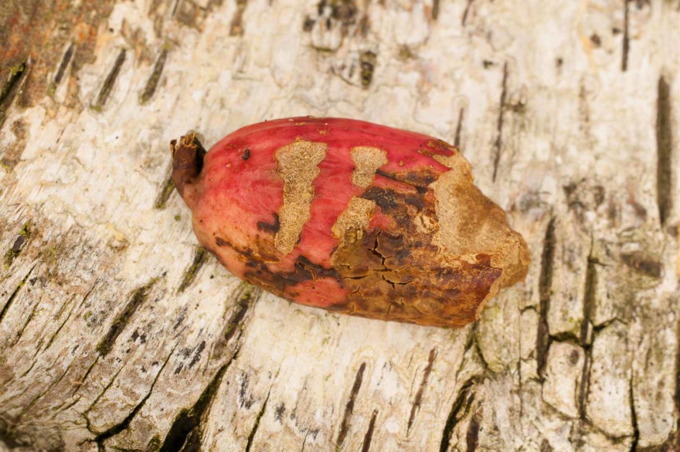 2019-02-06 - NSG Brandheide Recklinghausen