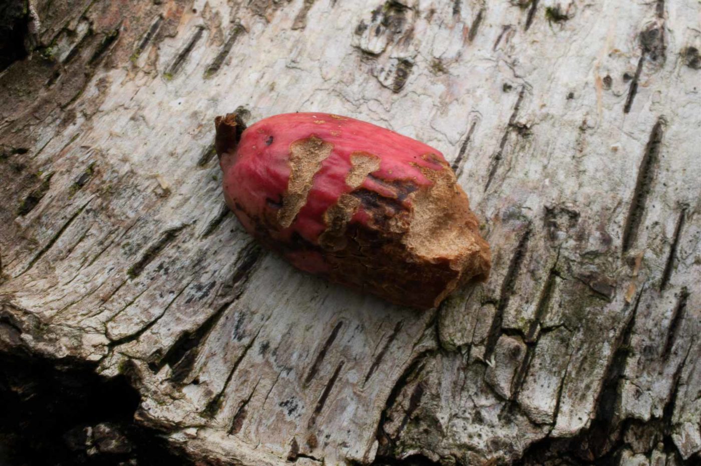 2019-02-06 - NSG Brandheide Recklinghausen