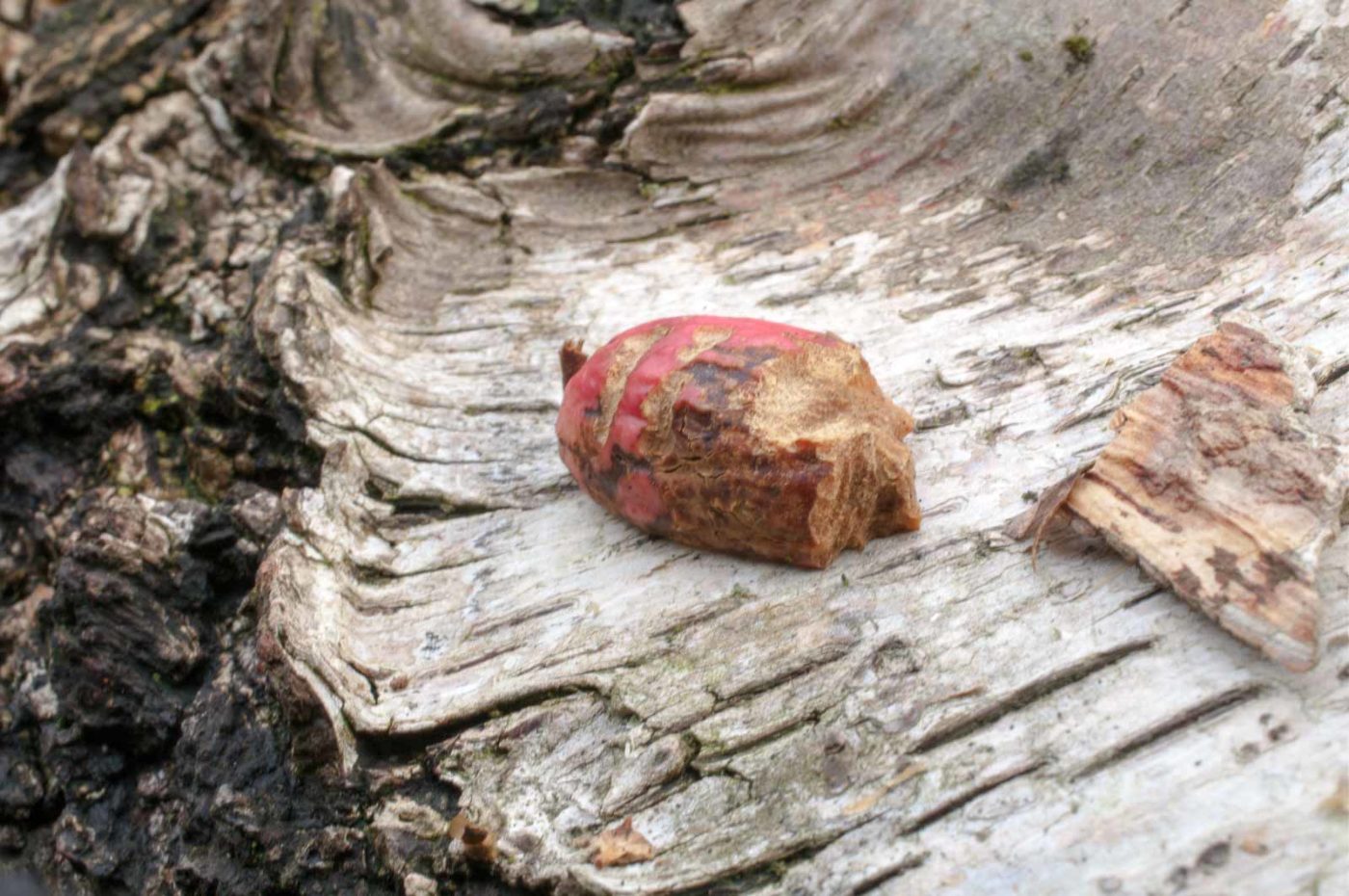 2019-02-06 - NSG Brandheide Recklinghausen