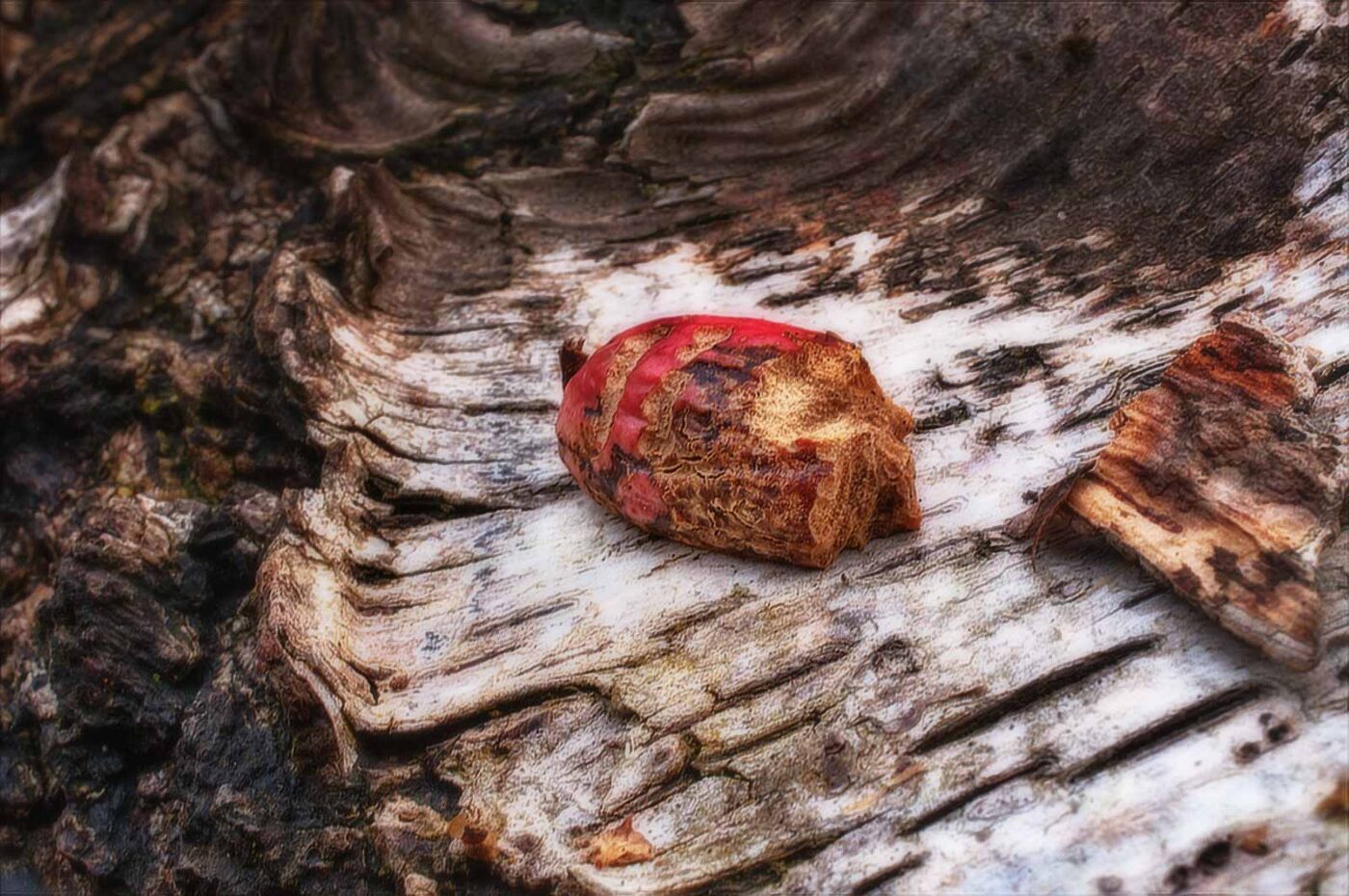 2019-02-06 - NSG Brandheide Recklinghausen