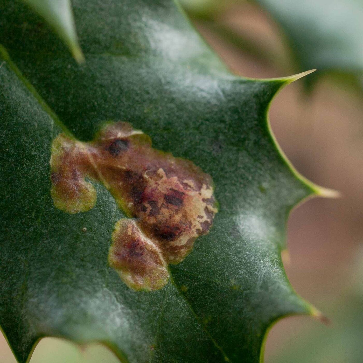 2019-02-06 - NSG Brandheide Recklinghausen