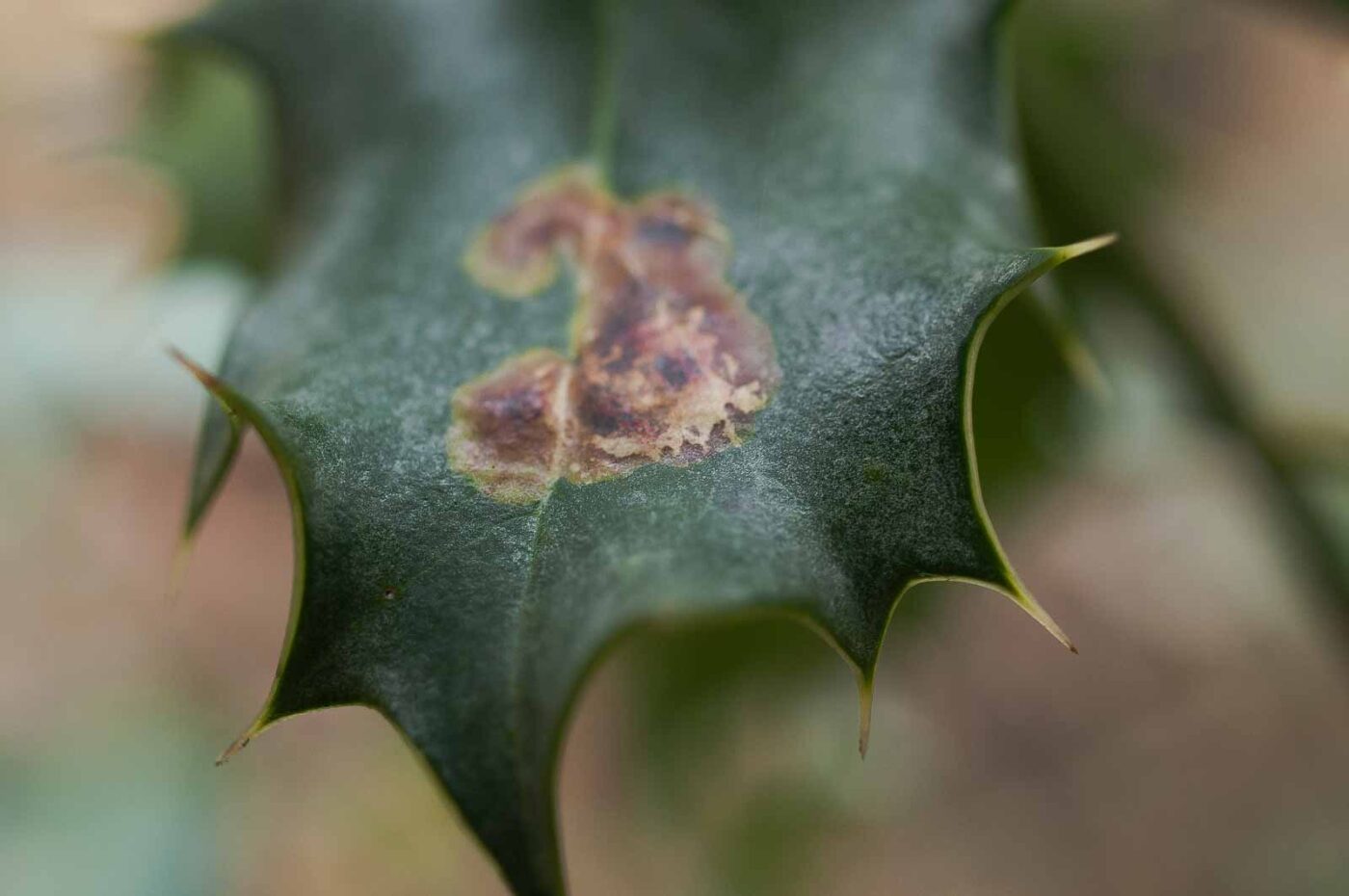 2019-02-06 - NSG Brandheide Recklinghausen