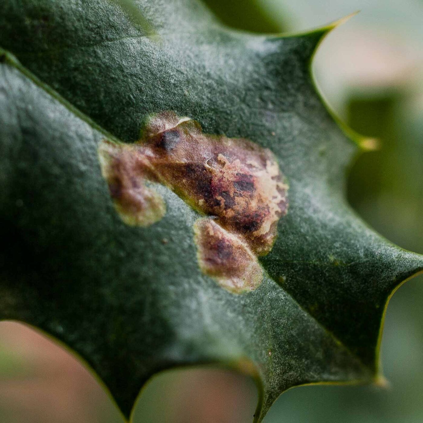 2019-02-06 - NSG Brandheide Recklinghausen