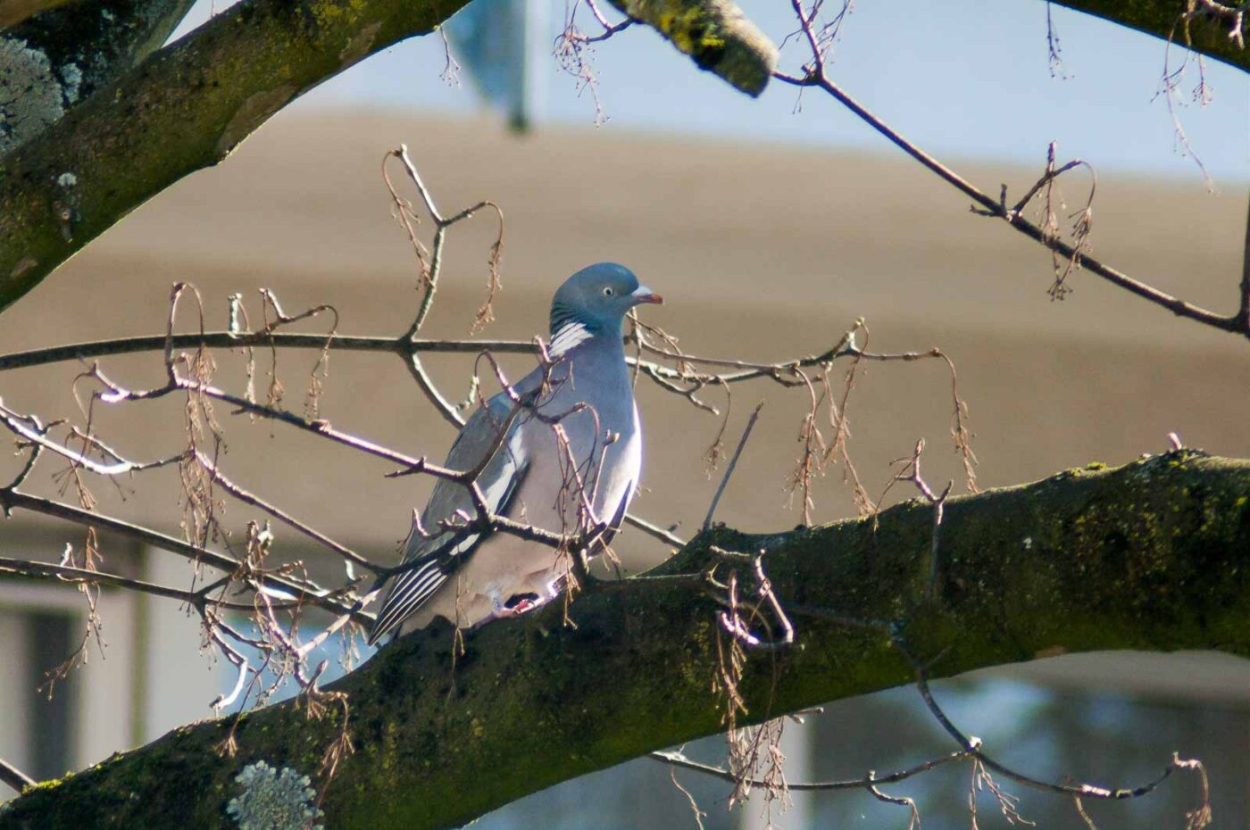 2019-02-05 - RE-Sidenzia auf'm BallKong