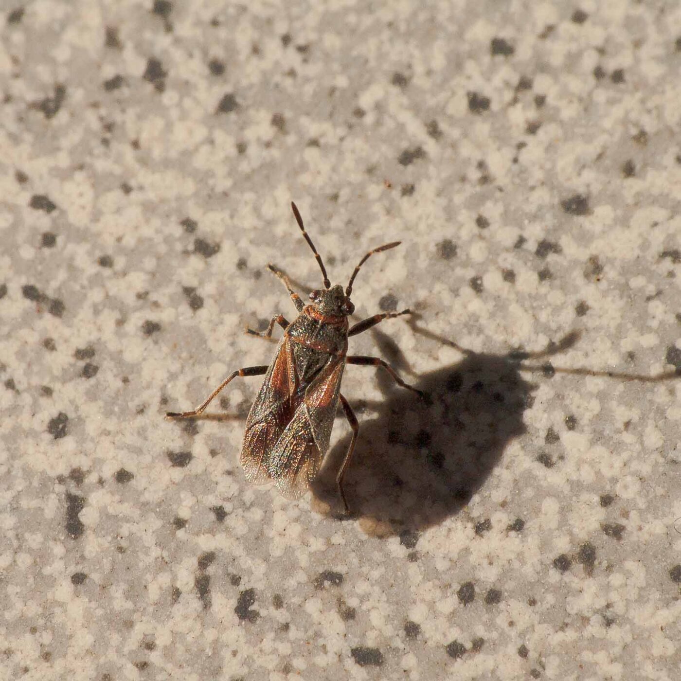 2019-02-05 - EmscherValleyWay Recklinghausen