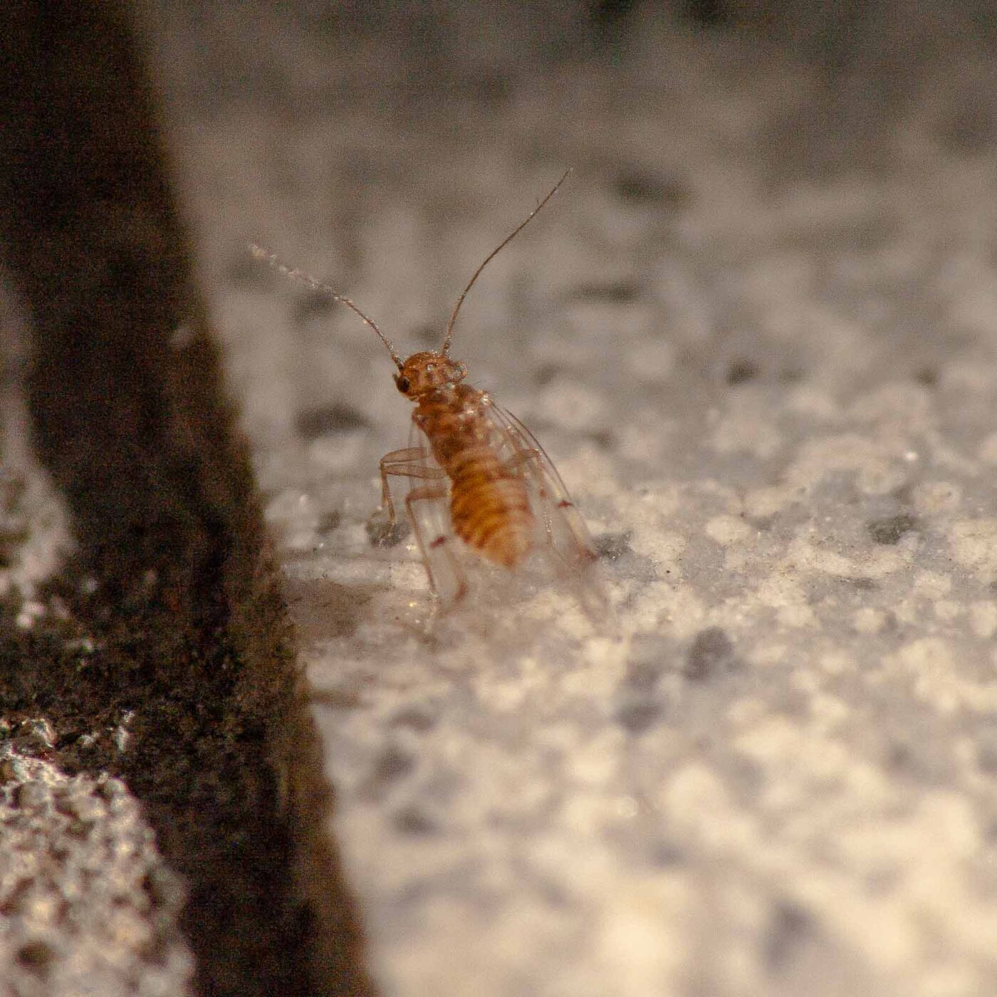 2019-02-05 - EmscherValleyWay Recklinghausen