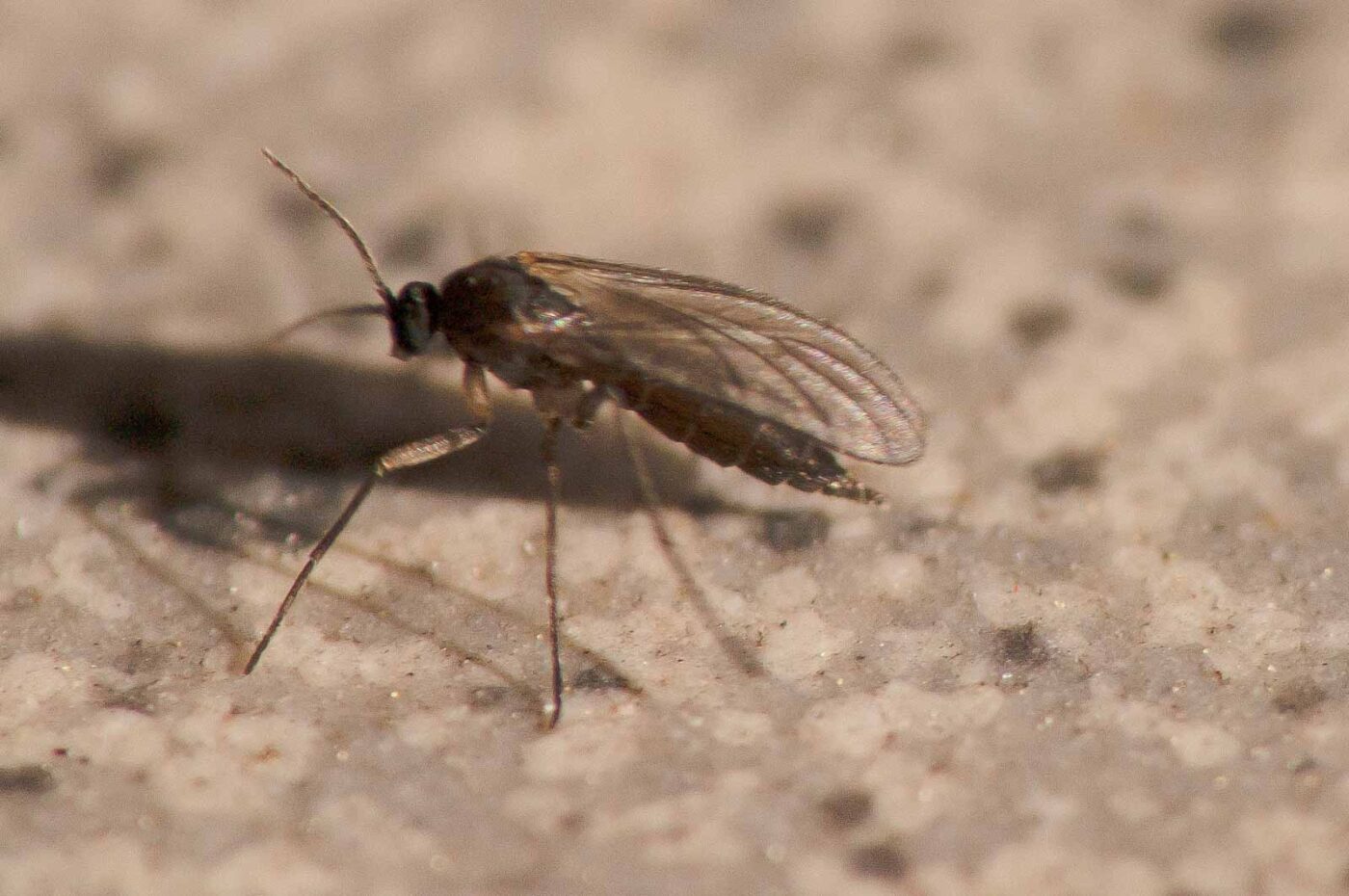 2019-02-05 - EmscherValleyWay Recklinghausen