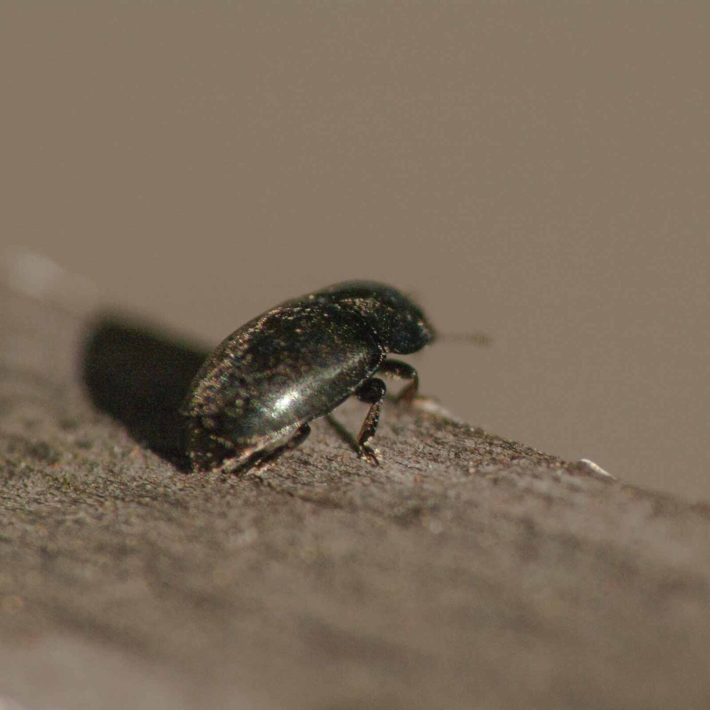 2019-02-05 - EmscherValleyWay Recklinghausen