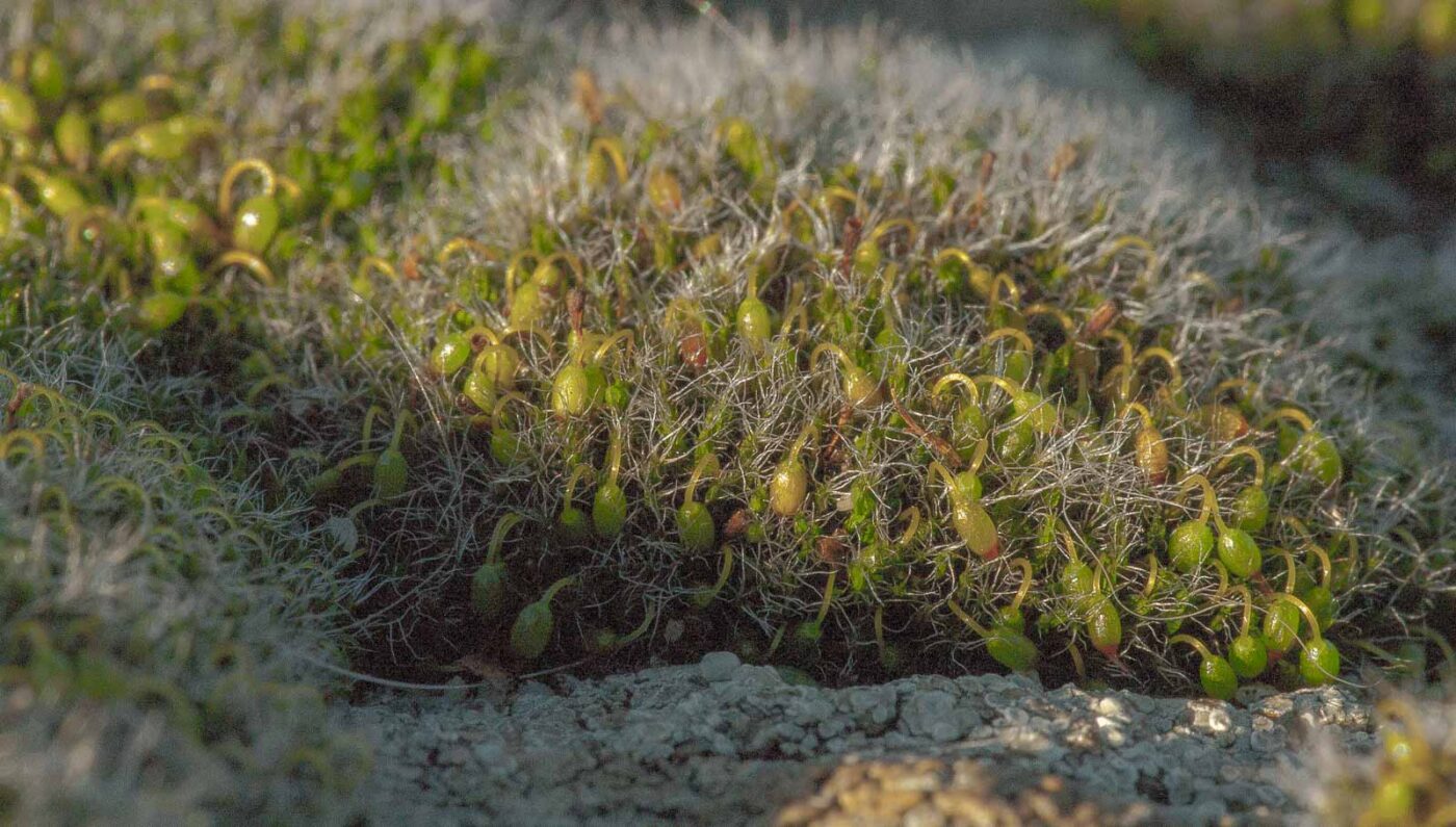 2019-02-05 - EmscherValleyWay Recklinghausen