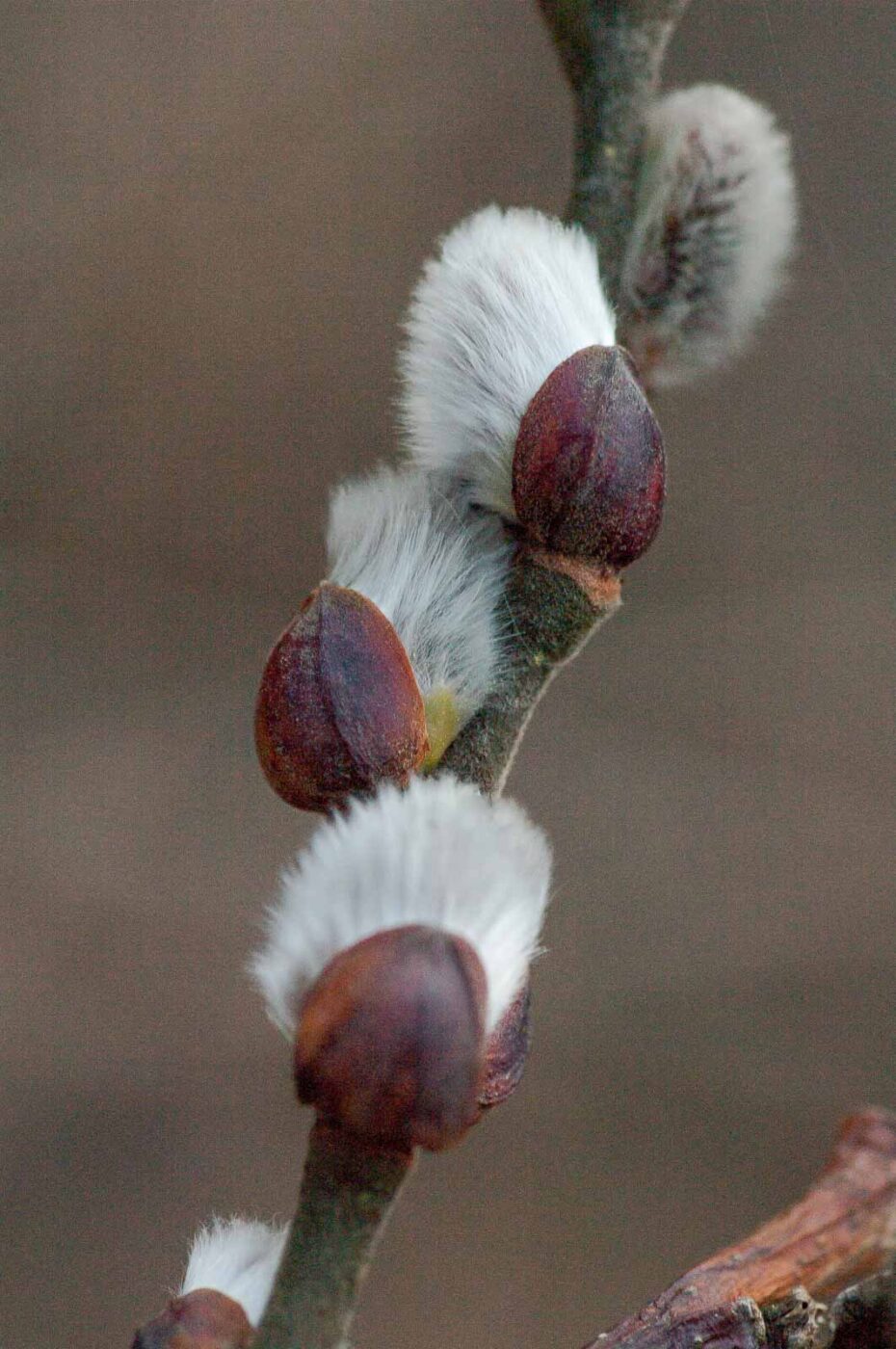 2019-02-05 - EmscherValleyWay Recklinghausen