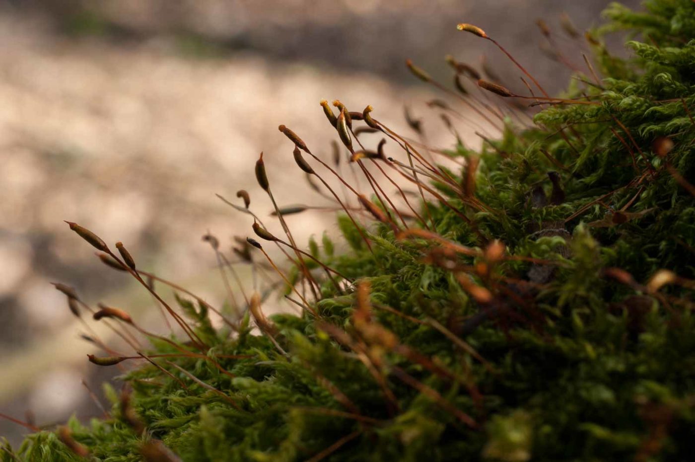 2019-02-17 - NSG Langeloh