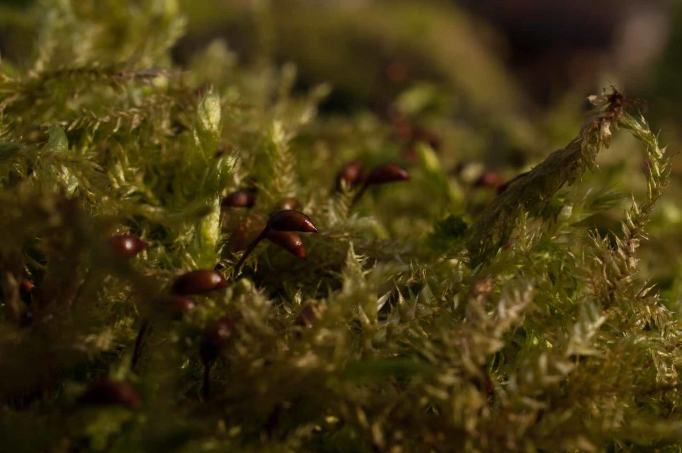 2019-02-17 - NSG Langeloh