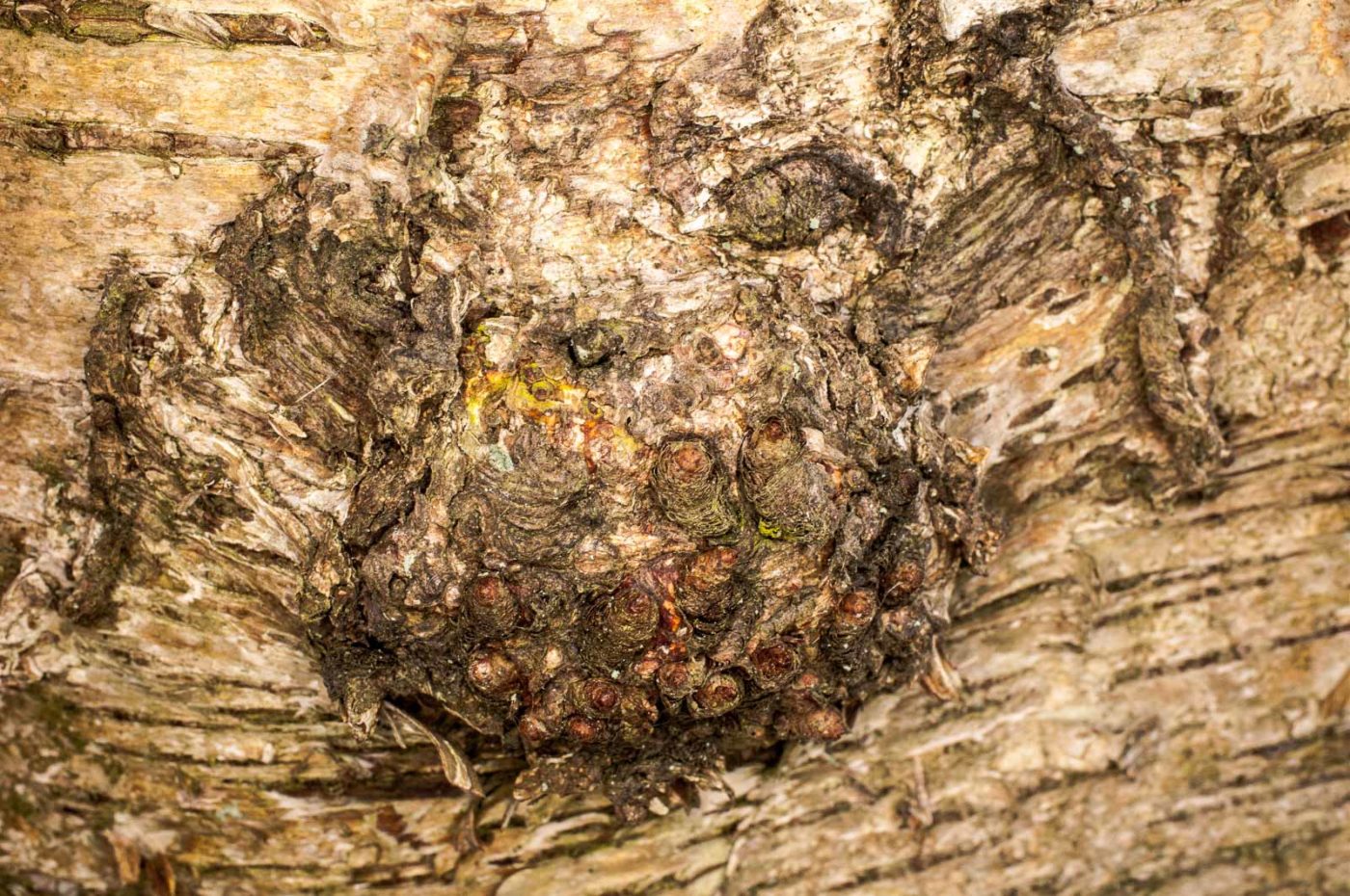 2019-02-17 - NSG Langeloh